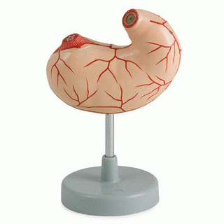 Stomach life size  2 Parts